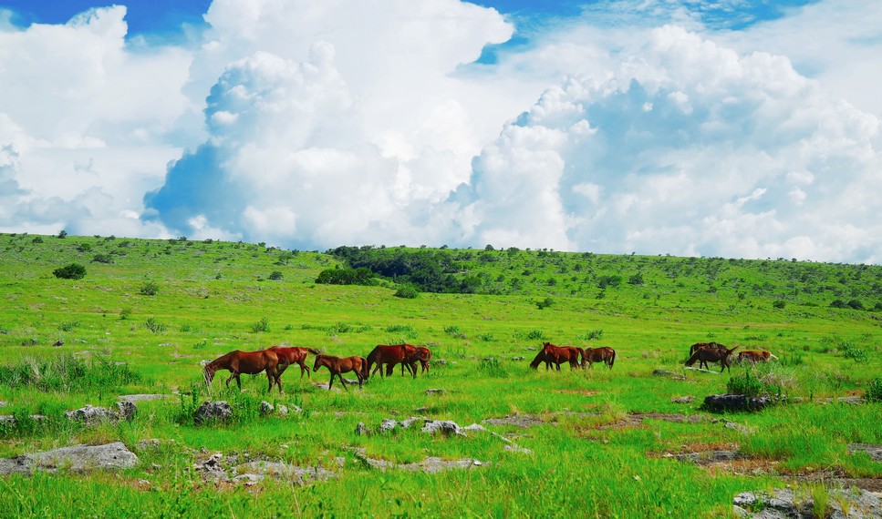 Kampung adat Sumba